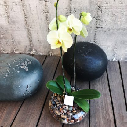 Arreglo Orquidea