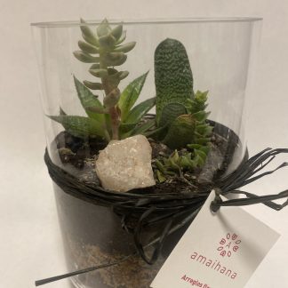Suculentas Amaihana